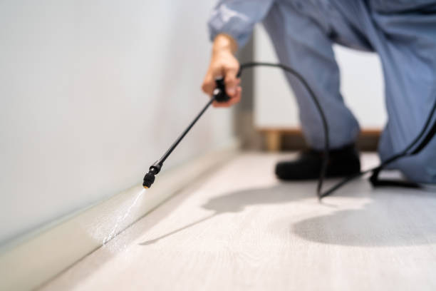 Licensed Ant Control service in Sunrise, FL - Nex Pest Control